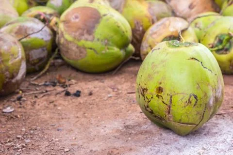 Group of green coconuts Stock Photos