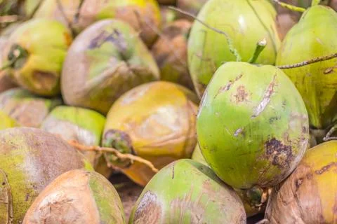 Group of green coconuts Stock Photos