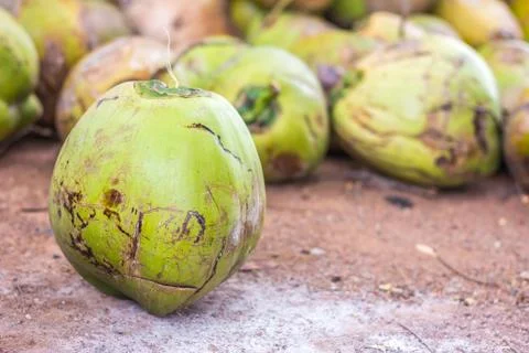 Group of green coconuts Stock Photos