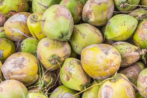 Group of green coconuts Stock-Fotos