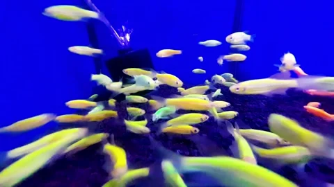 Group of Green Danio Zebra Slayer swimming very fast in the water Video stock 304304569