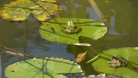 Group of Green Frogs Resting on Lily Pads in Pond Stock Footage 314217843