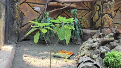 Group of Green Iguanas Resting on a Log in Zoo Habitat Stock Footage 340420185