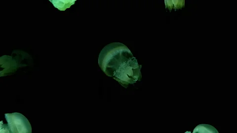 Group of green jellyfish Stock Footage 229854240