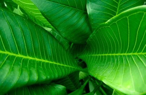 Group of green leaf background close-up view and spot focused. Stock Photos
