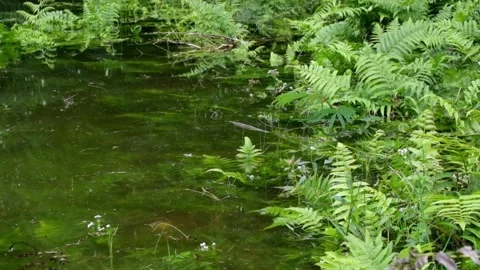 A group of green leaf ferns on the edge of the lake Stock Footage 320981554