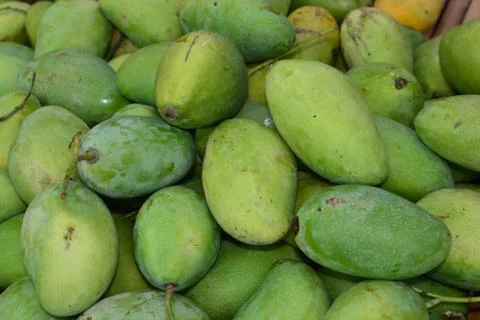 Group of green mango Stock Photos
