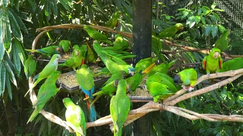 Group of green parrots feeding on a platform in a lush tropical forest Stock-Footage 342347248
