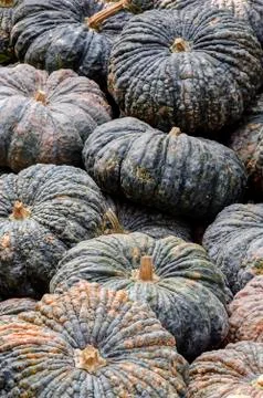 Group of green pumpkins Stock Photos