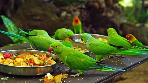Group of green ringneck parakeets and lovebirds eating fresh fruit Stock Footage 333573497