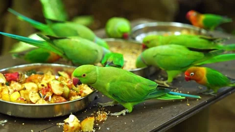 Group of green rose-ringed parakeets and lovebirds eating fruit and seeds Stock Footage 333573484