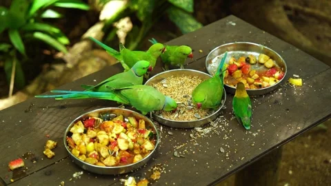 Group of green rose-ringed parakeets and a lovebird eating seeds and fruit Stock Footage 333573502