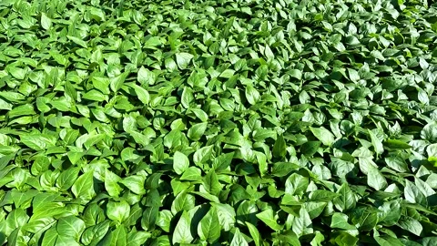 Group of green seedlings of pepper Video stock 252520528