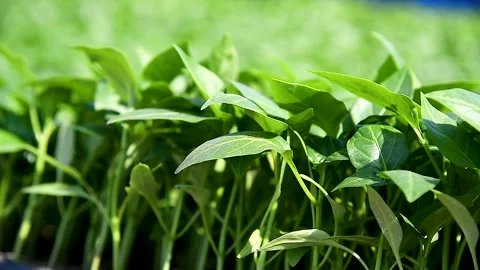 Group of green seedlings of pepper Видео 254908461