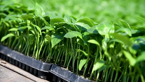 Group of green seedlings of pepper Stock Footage 270305569