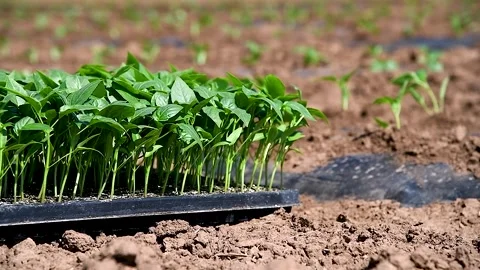 Group of green seedlings of pepper Stock Footage 271026155
