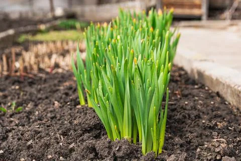 A group of green stems of daffodils without flowers growing in the garden. Sp Stock Photos