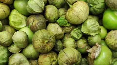 Group of green tomatoes Stock Footage 231356834