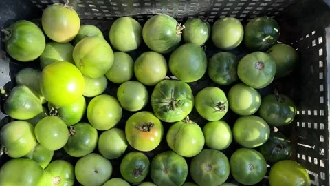 A group of green tomatoes lies in a plastic transported box hitting the camera Stock Footage 254796084