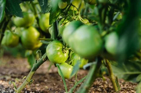Group green tomatoes on the stem Stock Photos