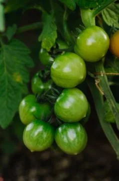 Group green tomatoes on the stem Stock Photos
