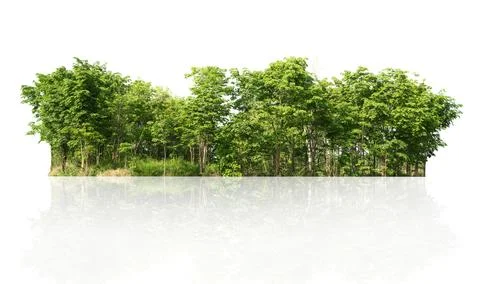 Group green tree isolate on white background Stock Photos