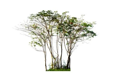 Group of green trees on white background Foto stock