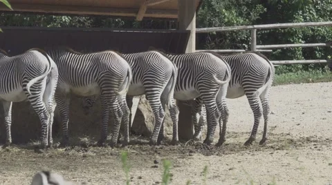 Group of Grevy's Zebra Vídeos de archivo 65804261