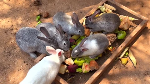 Group of grey and white rabbits eating fruits and vegetables outdoors Video stock 344120724
