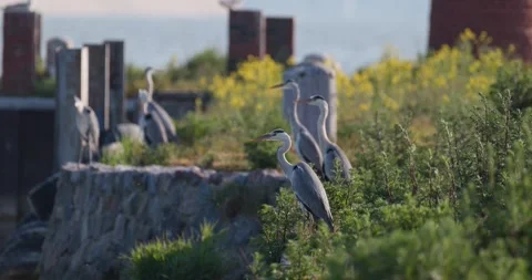 Group of grey herons resting on stone pier covered with green bushes Stock Footage 342710681