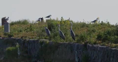 Group of grey herons resting on stone pier covered with green bushes Stock Footage 342711067