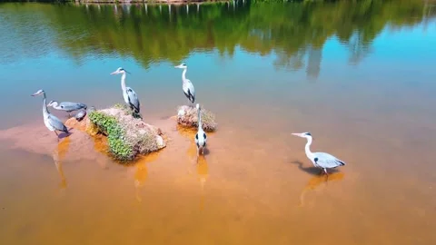 Group of grey herons standing and flying on a small island in lake Stock Footage 342303254