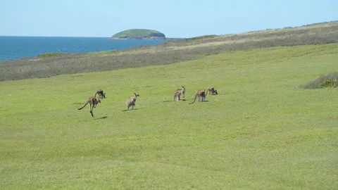 Group of Grey Kangaroos in a Green Meadow Whit Ocean as Background in Queensl Stock Footage 194017140