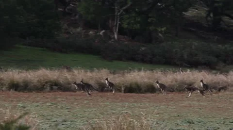 Group of grey kangaroos hopping through bush Grampians Victoria Australia 動画素材 11206004