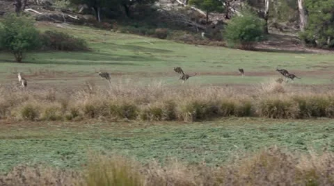 Group of grey kangaroos hopping through bush Grampians Victoria 動画素材 11209355