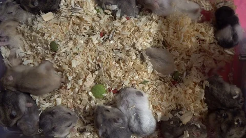 Group Of Grey Mice Washing Themselves Among Chips Close Up Stock Footage 103671585