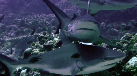 Group of grey reef shark red sea Video stock 42987773