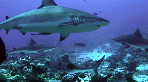 Group of grey reef shark red sea Video stock 42987908