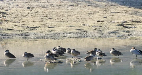 Group of Grey Teal, Anas gracilis, resting on shore 4K Stock Footage 167334653