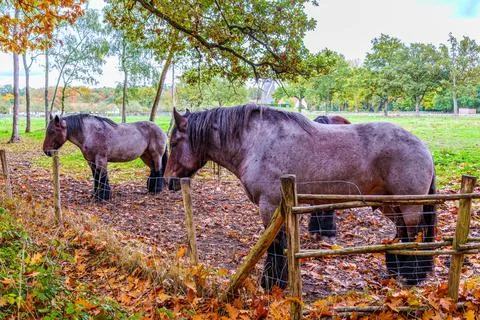 Group of greyish-brown draft horses in corral of breeding farm Stock Photos