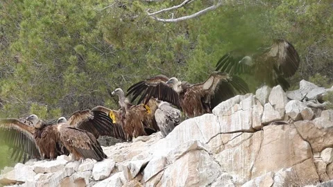 Group of griffon vultures perched on cliff rock with wings spread Stock Footage 302170474