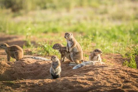 Group of Ground squirrels in the sand. Stock Photos