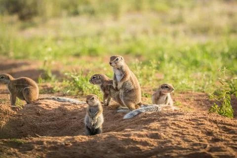 Group of Ground squirrels in the sand. Stock Photos
