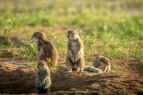 Group of Ground squirrels in the sand. Stock Photos