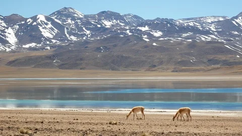 Group of Guanacos Stock Footage 126942997