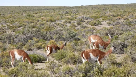 Group of Guanacos Stock Footage 126943077