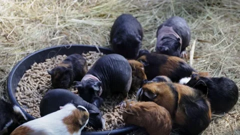 Group of guinea pigs and skinny pigs eating pellets from tray together Video stock 344121719