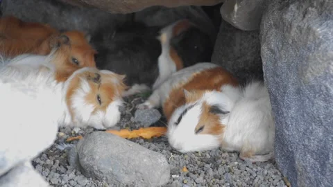 A group of guinea pigs with a combination of brown and white fur taking she.. Vídeos de archivo 241654340