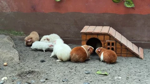 Group of guinea pigs exploring a sandy enclosure beside a small wooden house Видео 340569309