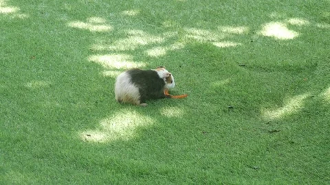 A group of guinea pigs on green grass Stock Footage 315630220